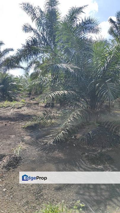  Pontian @ Johor / Oil Plam Plantation / 9.1 Acres, Johor, Pontian