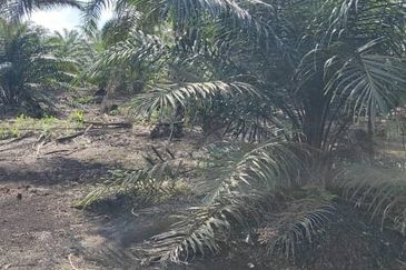 Rimba Terjun Pontian