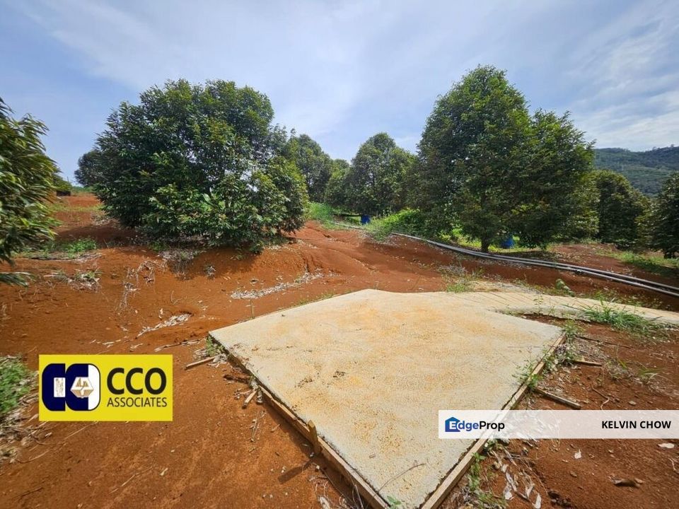 Musing King Durian Farm In Kuala Kangsar Taman Liman, Perak, Kuala Kangsar