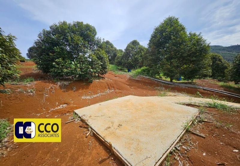 Musing King Durian Farm In Kuala Kangsar Taman Liman
