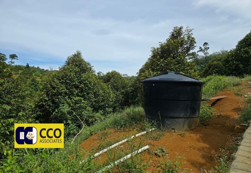 Musing King Durian Farm In Kuala Kangsar Taman Liman