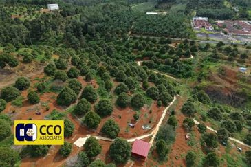 Musing King Durian Farm In Kuala Kangsar Taman Liman