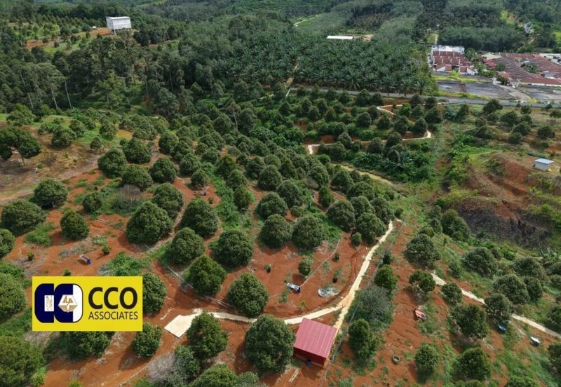 Musing King Durian Farm In Kuala Kangsar Taman Liman