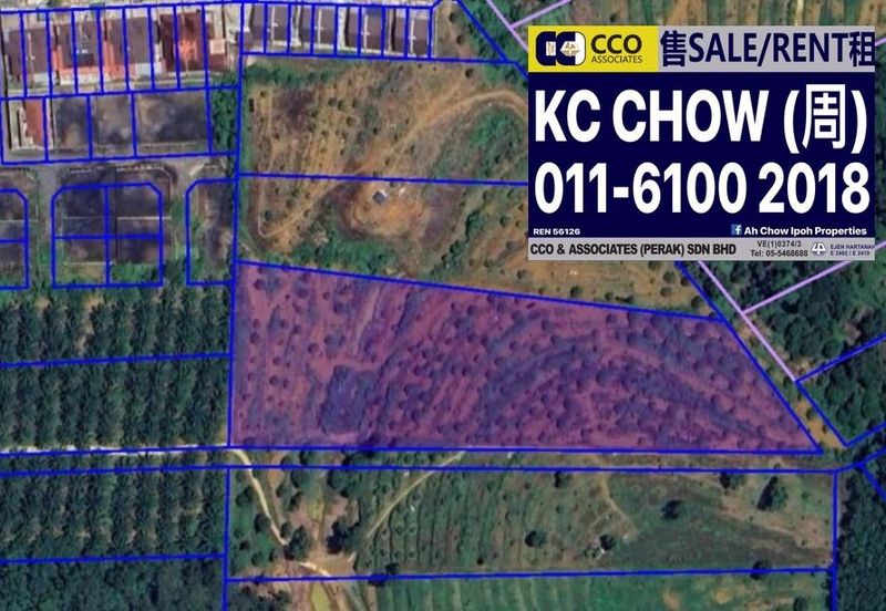 Musing King Durian Farm In Kuala Kangsar Taman Liman