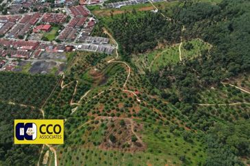 Musing King Durian Farm In Kuala Kangsar Taman Liman