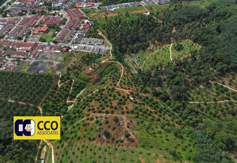 Musing King Durian Farm In Kuala Kangsar Taman Liman