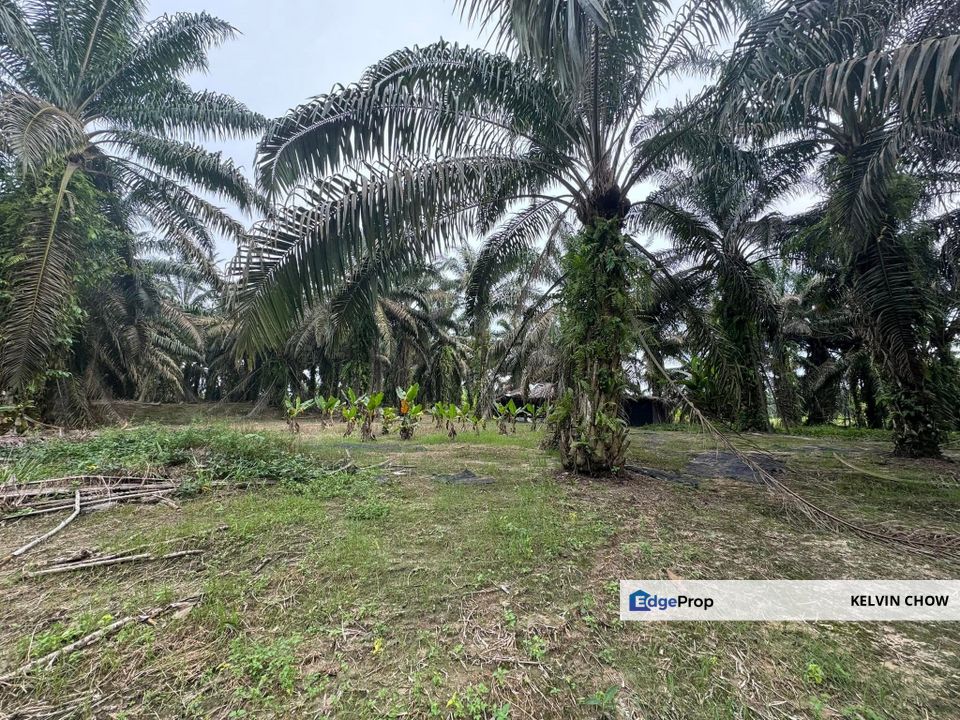 Perak Sungkai 10 Acre Agriculture Land For Sale, Perak, Sungkai