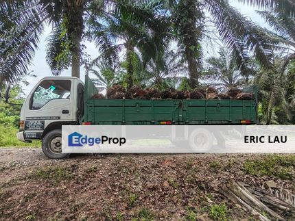 Pekan Nanas / Parit Sikom Freehold Land for Sale / 笨珍 Pekan Nanas / Parit Sikom 永久地契地皮出售, Johor, Pontian