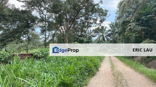 北干榴莲园出售
路边地
Durian Farm for Sale
Pekan nanas@Jln 
Sawa, Johor, Pontian