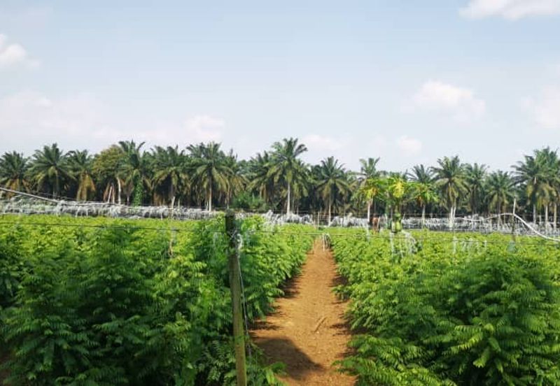 For Sale - Agricultural land at Sengkang@ Kulai