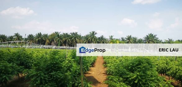 For Sale - Agricultural land at Sengkang@ Kulai, Johor, Kulai