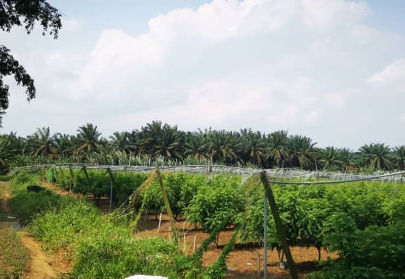 For Sale - Agricultural land at Sengkang@ Kulai