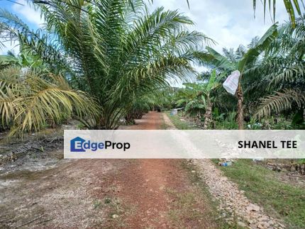 Renggam Agriculture Land For Sale, Johor, Kluang