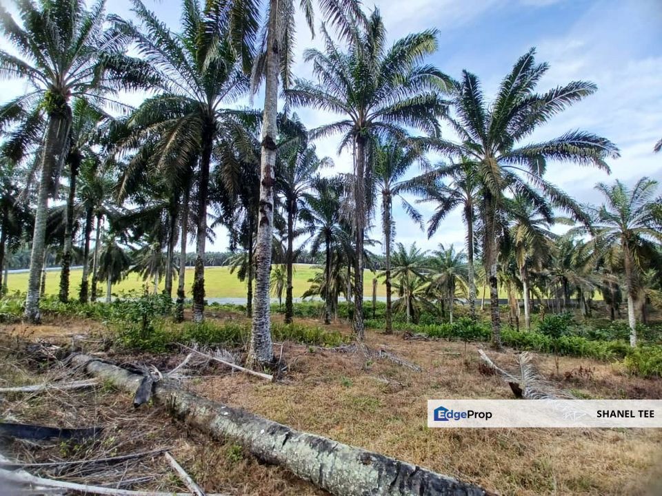 Renggam Agriculture Land For Sale, Johor, Kluang