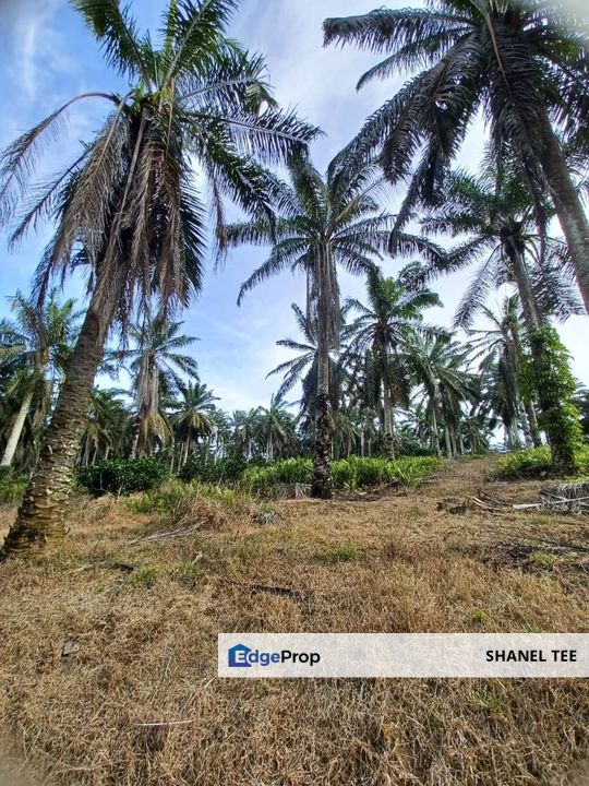 Renggam Agriculture Land For Sale, Johor, Kluang