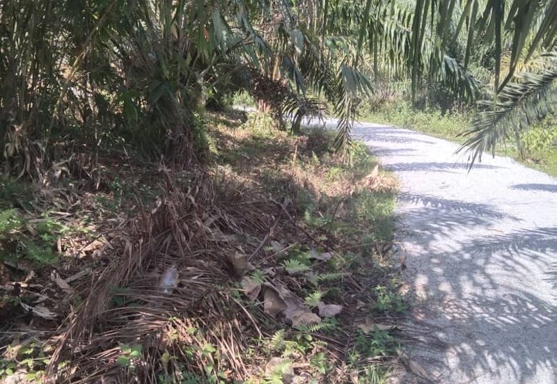 Tanah Pertanian KEBUN Kelapa Sawit Untuk Dijual ‼ Sik, Kedah