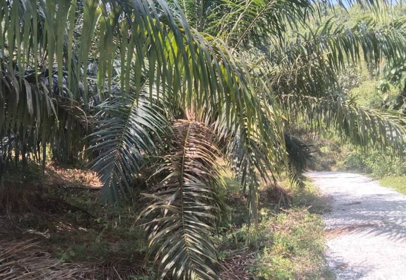 Tanah Pertanian KEBUN Kelapa Sawit Untuk Dijual ‼ Sik, Kedah