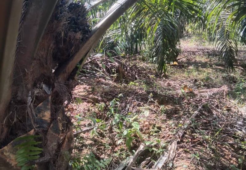 Tanah Pertanian KEBUN Kelapa Sawit Untuk Dijual ‼ Sik, Kedah