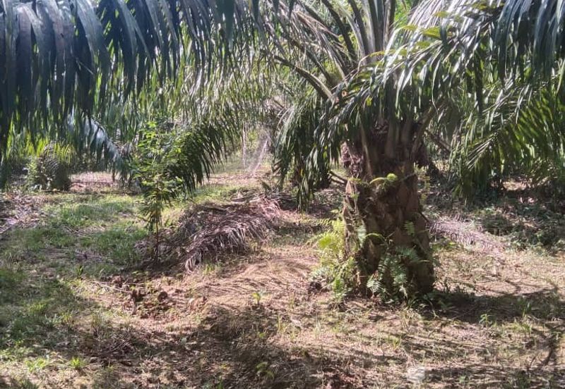 Tanah Pertanian KEBUN Kelapa Sawit Untuk Dijual ‼ Sik, Kedah