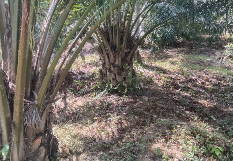 Tanah Pertanian KEBUN Kelapa Sawit Untuk Dijual ‼ Sik, Kedah