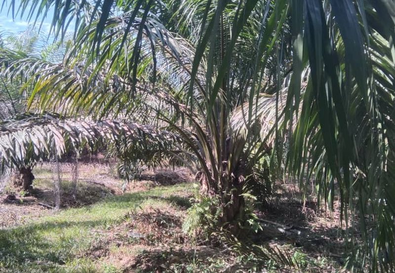 Tanah Pertanian KEBUN Kelapa Sawit Untuk Dijual ‼ Sik, Kedah