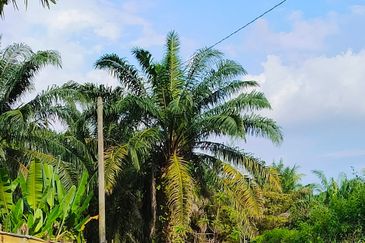 🔥TANAH ZONING INDUSTRI DI KAMPUNG BESAR NIBONG TEBAL GERAN INDIVIDU UNTUK DIJUAL 14300 NIBONG TEBAL PENANG [EXCLUSIVE]🔥