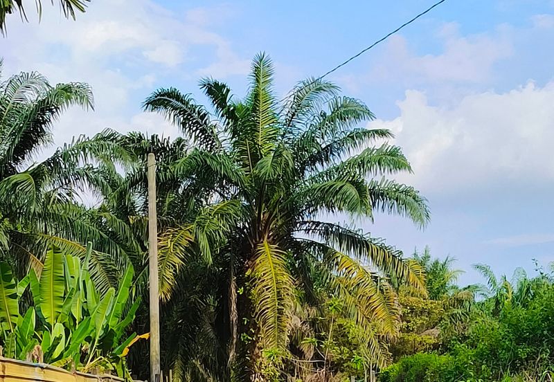 🔥TANAH ZONING INDUSTRI DI KAMPUNG BESAR NIBONG TEBAL GERAN INDIVIDU UNTUK DIJUAL 14300 NIBONG TEBAL PENANG [EXCLUSIVE]🔥