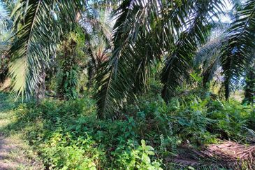 🔥TANAH ZONING INDUSTRI DI KAMPUNG BESAR NIBONG TEBAL GERAN INDIVIDU UNTUK DIJUAL 14300 NIBONG TEBAL PENANG [EXCLUSIVE]🔥