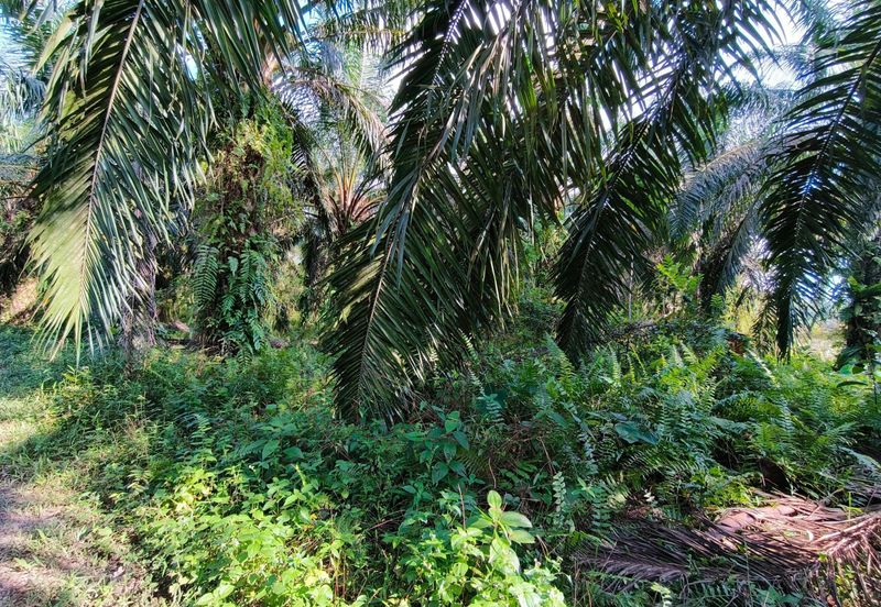 🔥TANAH ZONING INDUSTRI DI KAMPUNG BESAR NIBONG TEBAL GERAN INDIVIDU UNTUK DIJUAL 14300 NIBONG TEBAL PENANG [EXCLUSIVE]🔥