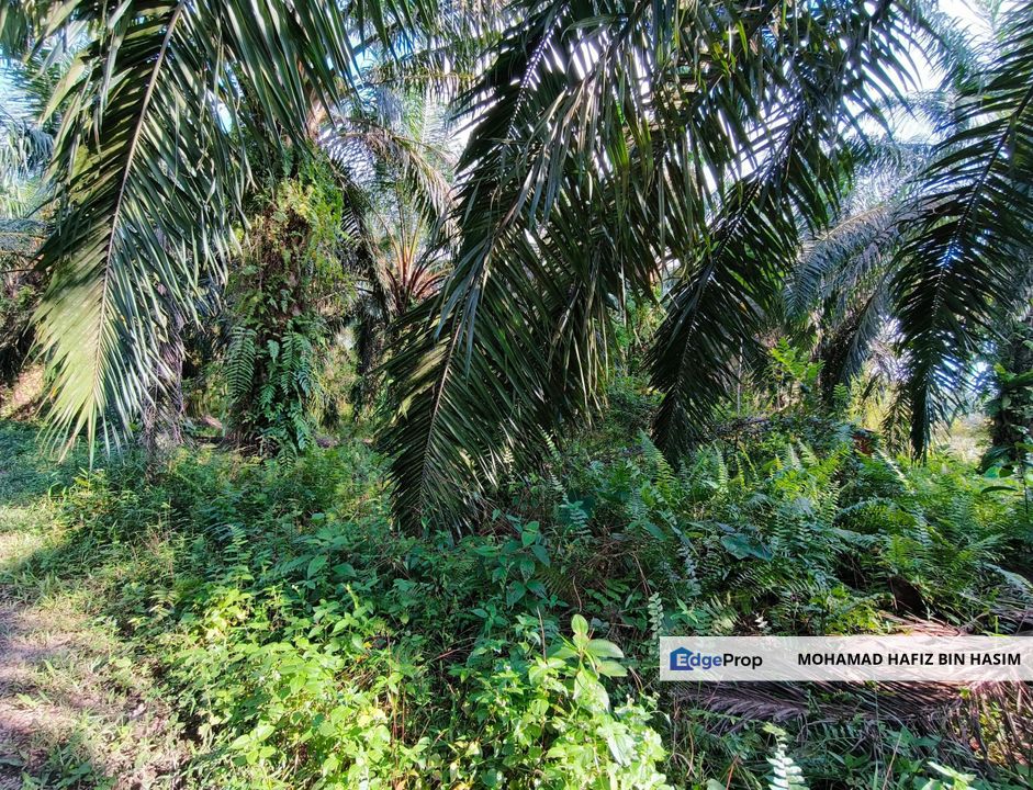 🔥TANAH ZONING INDUSTRI DI KAMPUNG BESAR NIBONG TEBAL GERAN INDIVIDU UNTUK DIJUAL 14300 NIBONG TEBAL PENANG [EXCLUSIVE]🔥, Penang, Nibong Tebal