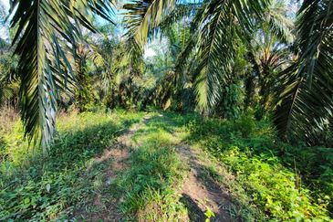 🔥TANAH ZONING INDUSTRI DI KAMPUNG BESAR NIBONG TEBAL GERAN INDIVIDU UNTUK DIJUAL 14300 NIBONG TEBAL PENANG [EXCLUSIVE]🔥