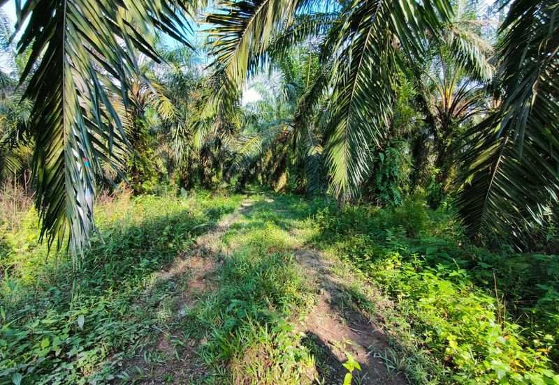 🔥TANAH ZONING INDUSTRI DI KAMPUNG BESAR NIBONG TEBAL GERAN INDIVIDU UNTUK DIJUAL 14300 NIBONG TEBAL PENANG [EXCLUSIVE]🔥