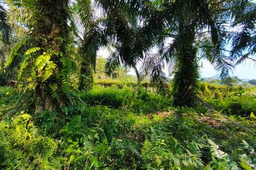 🔥TANAH ZONING INDUSTRI DI KAMPUNG BESAR NIBONG TEBAL GERAN INDIVIDU UNTUK DIJUAL 14300 NIBONG TEBAL PENANG [EXCLUSIVE]🔥