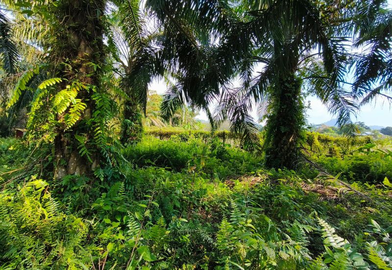 🔥TANAH ZONING INDUSTRI DI KAMPUNG BESAR NIBONG TEBAL GERAN INDIVIDU UNTUK DIJUAL 14300 NIBONG TEBAL PENANG [EXCLUSIVE]🔥