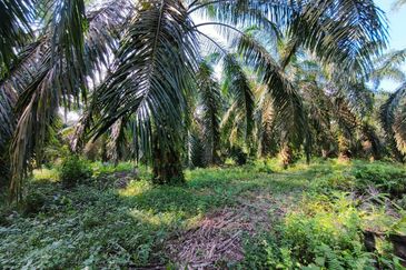 🔥TANAH ZONING INDUSTRI DI KAMPUNG BESAR NIBONG TEBAL GERAN INDIVIDU UNTUK DIJUAL 14300 NIBONG TEBAL PENANG [EXCLUSIVE]🔥