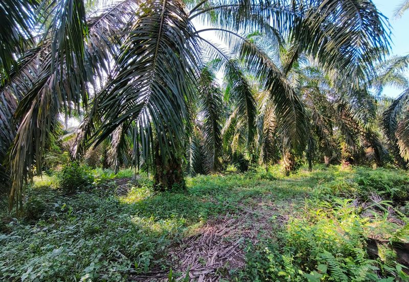 🔥TANAH ZONING INDUSTRI DI KAMPUNG BESAR NIBONG TEBAL GERAN INDIVIDU UNTUK DIJUAL 14300 NIBONG TEBAL PENANG [EXCLUSIVE]🔥