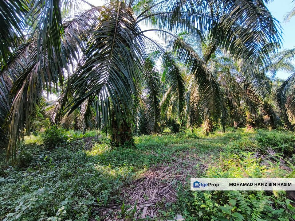🔥TANAH ZONING INDUSTRI DI KAMPUNG BESAR NIBONG TEBAL GERAN INDIVIDU UNTUK DIJUAL 14300 NIBONG TEBAL PENANG [EXCLUSIVE]🔥, Penang, Nibong Tebal