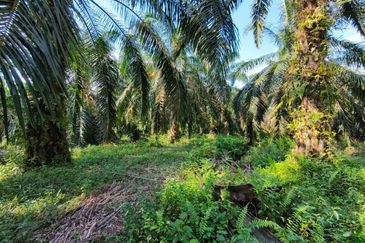 🔥TANAH ZONING INDUSTRI DI KAMPUNG BESAR NIBONG TEBAL GERAN INDIVIDU UNTUK DIJUAL 14300 NIBONG TEBAL PENANG [EXCLUSIVE]🔥