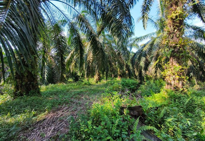 🔥TANAH ZONING INDUSTRI DI KAMPUNG BESAR NIBONG TEBAL GERAN INDIVIDU UNTUK DIJUAL 14300 NIBONG TEBAL PENANG [EXCLUSIVE]🔥