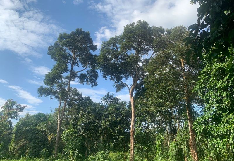TANAH DUSUN SUNGAI SEDIM UNTUK DIJUAL🌳