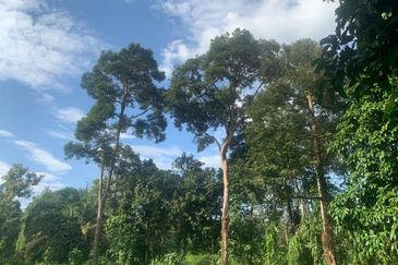 TANAH DUSUN SUNGAI SEDIM UNTUK DIJUAL🌳