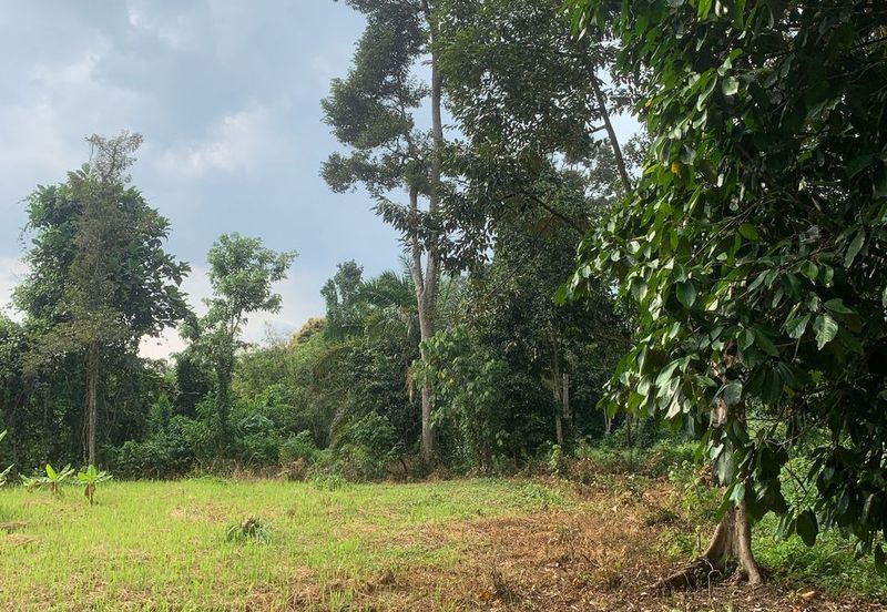TANAH DUSUN SUNGAI SEDIM UNTUK DIJUAL🌳