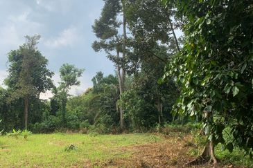 TANAH DUSUN SUNGAI SEDIM UNTUK DIJUAL🌳