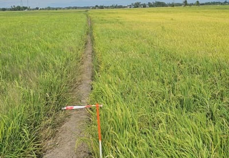 TANAH BENDANG UNTUK DIJUAL 