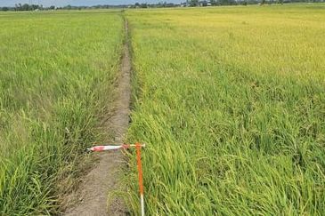 TANAH BENDANG UNTUK DIJUAL 