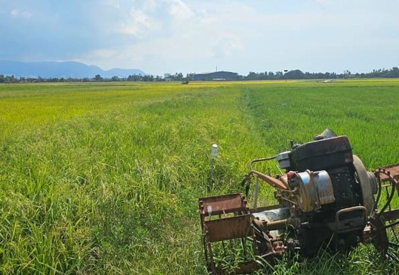 TANAH BENDANG UNTUK DIJUAL 