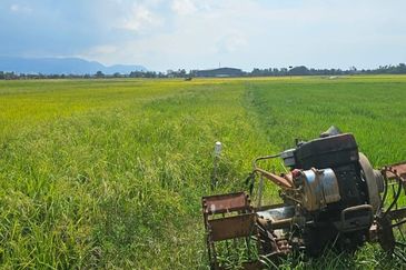 TANAH BENDANG UNTUK DIJUAL 