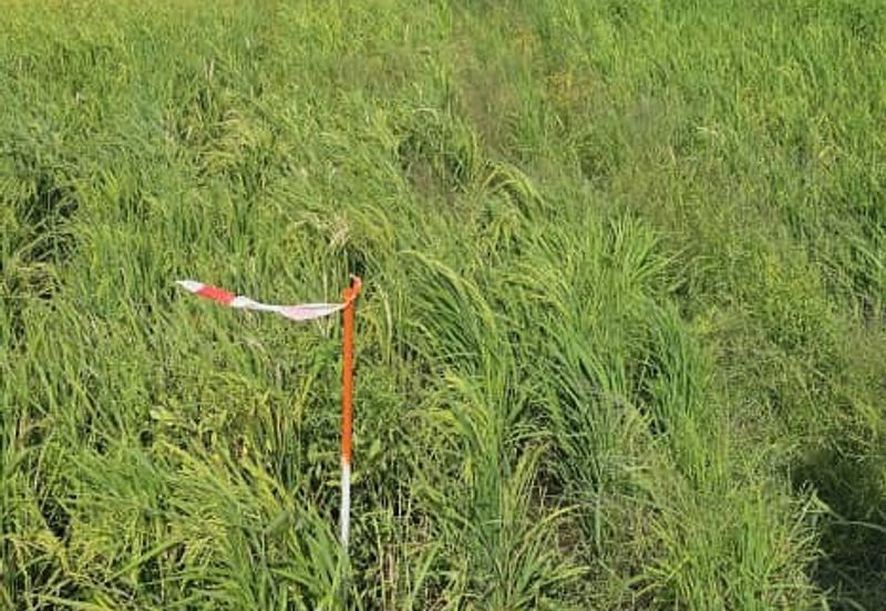 TANAH BENDANG UNTUK DIJUAL 