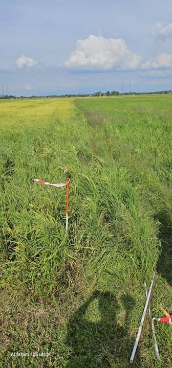 TANAH BENDANG UNTUK DIJUAL , Penang, Kepala Batas