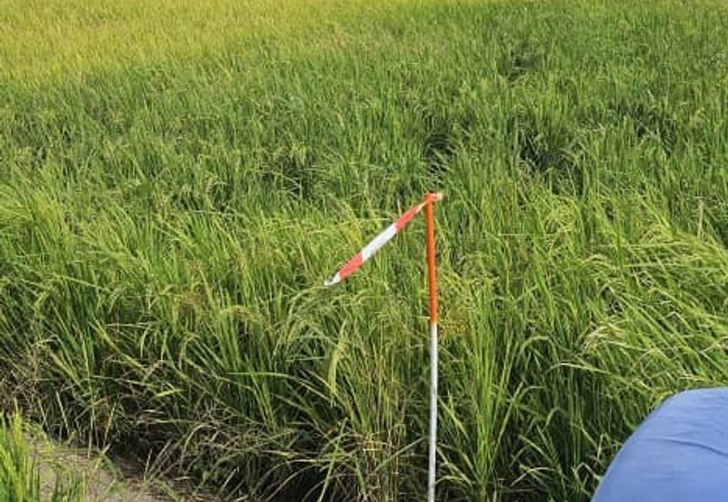 TANAH BENDANG UNTUK DIJUAL 